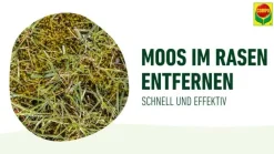 Compo Rasen Moos-frei Herbistop®, 500 ml New