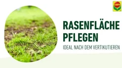 Compo Rasensamen > Vertikutier-Mix, 4 kg