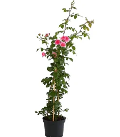 Dehner Rosen > COURTYARD® Kletterrosen
