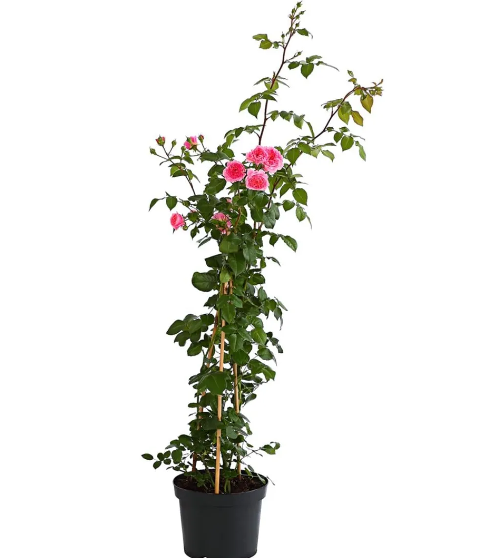 Dehner Rosen > COURTYARD® Kletterrosen
