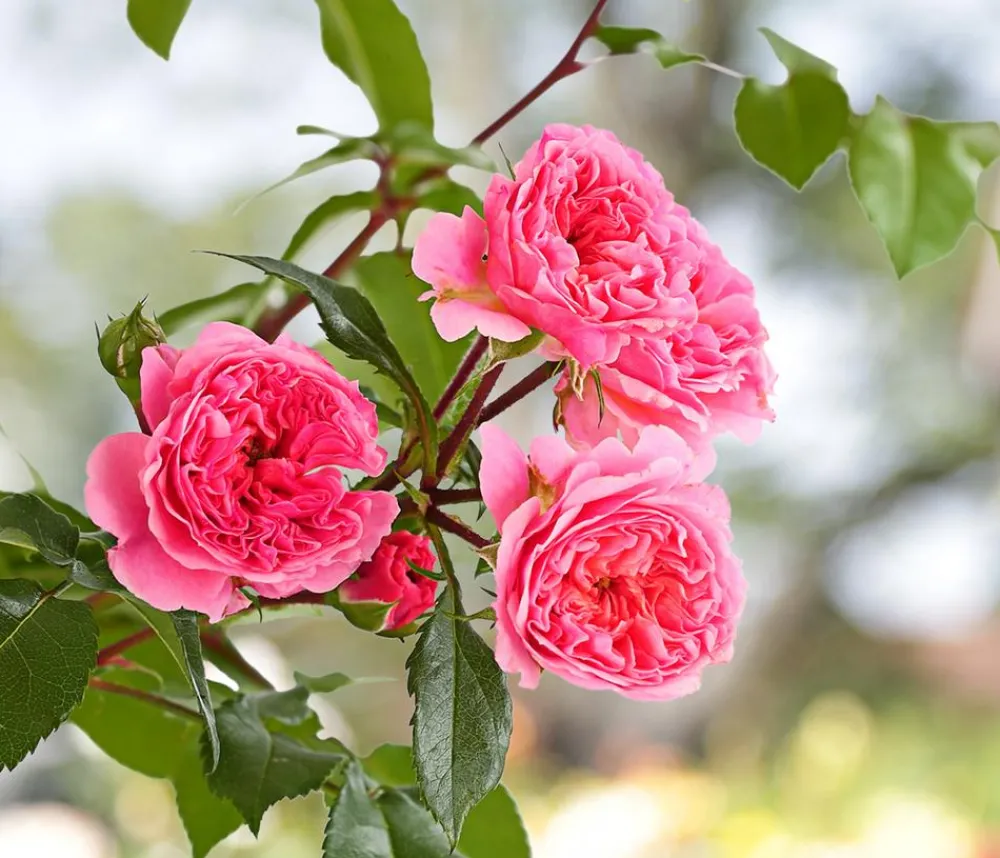 Dehner Rosen > COURTYARD® Kletterrosen