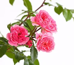 Dehner Rosen > COURTYARD® Kletterrosen