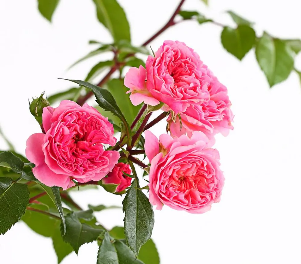 Dehner Rosen > COURTYARD® Kletterrosen