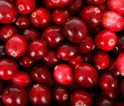 Dehner Weinreben & Gartenobst|Beerensträucher - Cranberry 'Cranny' Rot