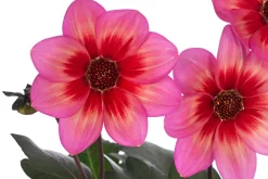 Dehner Terrassenpflanzen|Sommerblumen > Dahlie 'Dahlegria Tricolore'