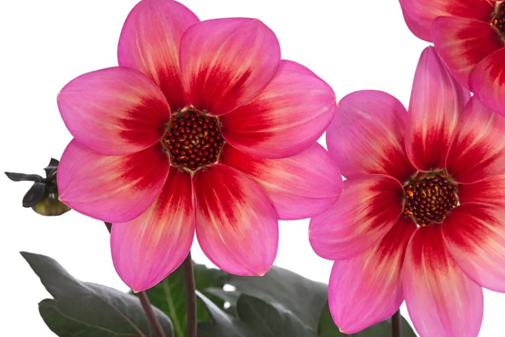 Dehner Terrassenpflanzen|Sommerblumen > Dahlie 'Dahlegria Tricolore'