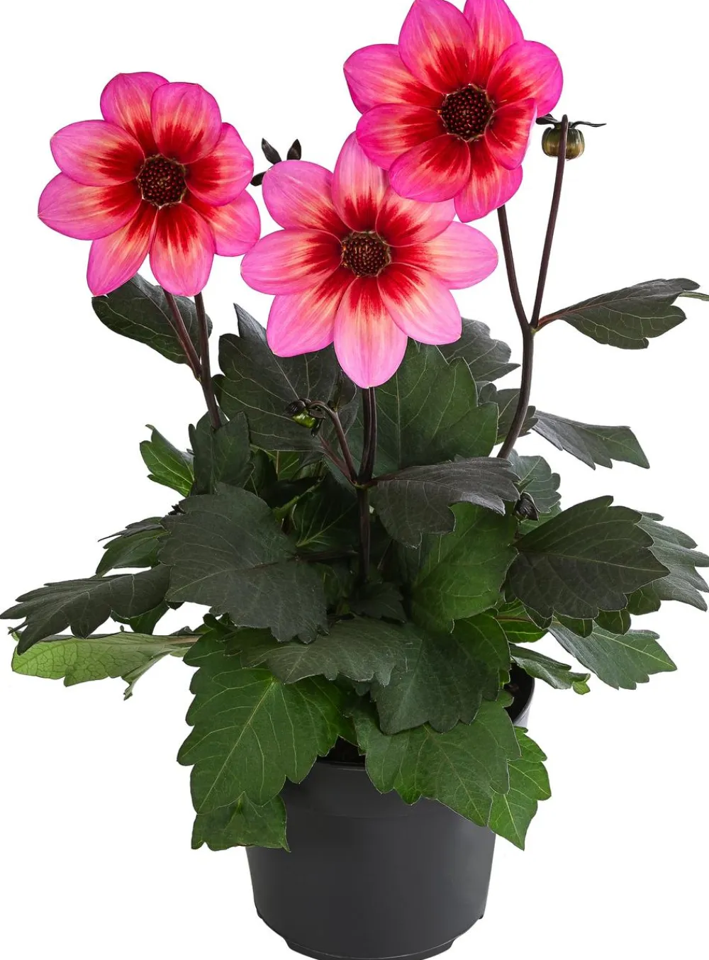 Dehner Terrassenpflanzen|Sommerblumen > Dahlie 'Dahlegria Tricolore'