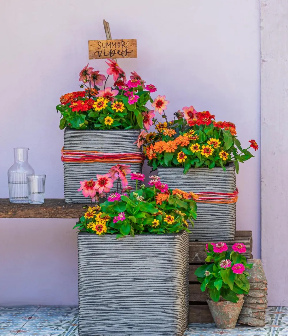 Dehner Terrassenpflanzen|Sommerblumen > Dahlie 'Dahlegria Tricolore'