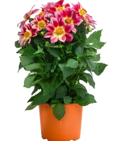 Dehner Sommerblumen - Dahlie 'Summer Bees'
