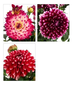 Dehner Terrassenpflanzen|Sommerblumen > Dahlie, verschiedene Farben