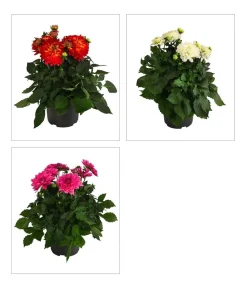 Dehner Terrassenpflanzen|Sommerblumen > Dahlie, verschiedene Farben