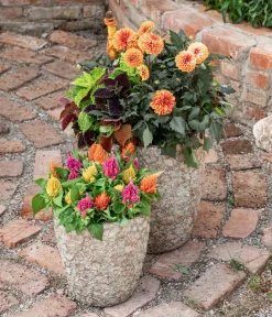 Dehner Terrassenpflanzen|Sommerblumen > Dahlie, verschiedene Farben
