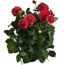 Dehner Terrassenpflanzen|Sommerblumen > Dahlie, verschiedene Farben