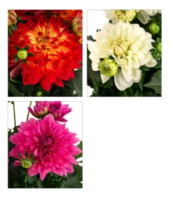 Dehner Terrassenpflanzen|Sommerblumen > Dahlie, verschiedene Farben