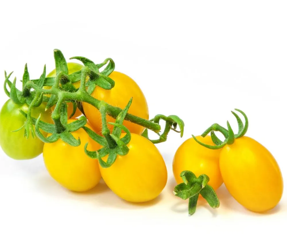 Dehner Auberginen- & Tomatenpflanzen - Datteltomate, Orange