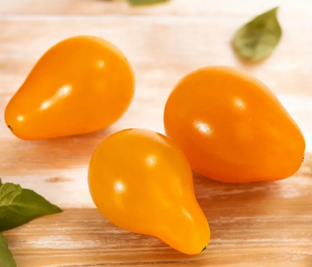 Dehner Auberginen- & Tomatenpflanzen - Datteltomate, Orange