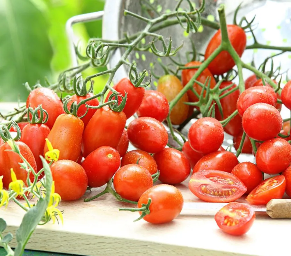 Dehner Auberginen- & Tomatenpflanzen > Datteltomate,