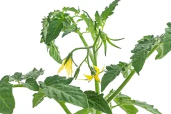 Dehner Auberginen- & Tomatenpflanzen > Datteltomate,
