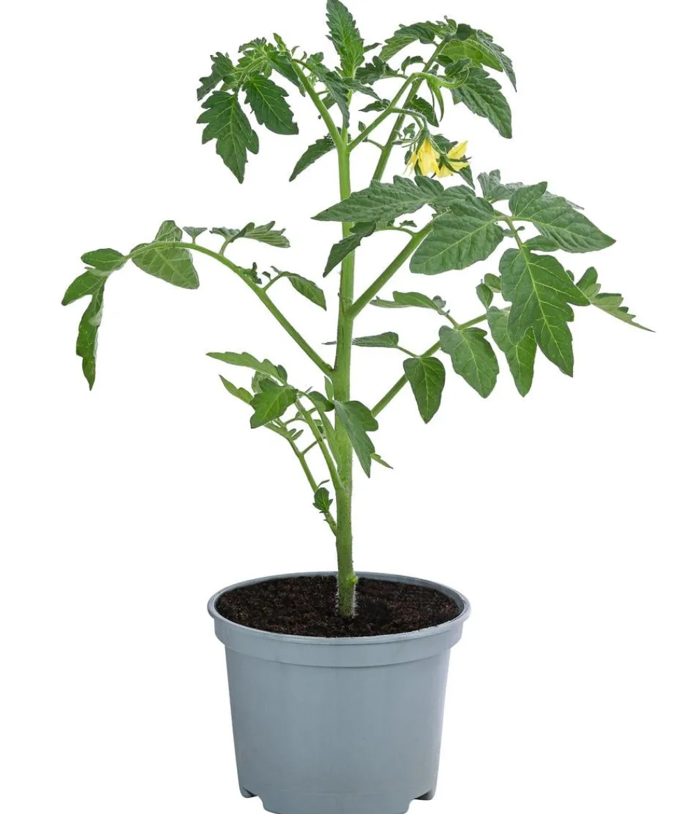 Dehner Auberginen- & Tomatenpflanzen > Datteltomate,