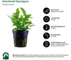 Dehner Aqua Aquarienpflanzen-Set Einsteiger 235, 3-teilig Grün Clearance