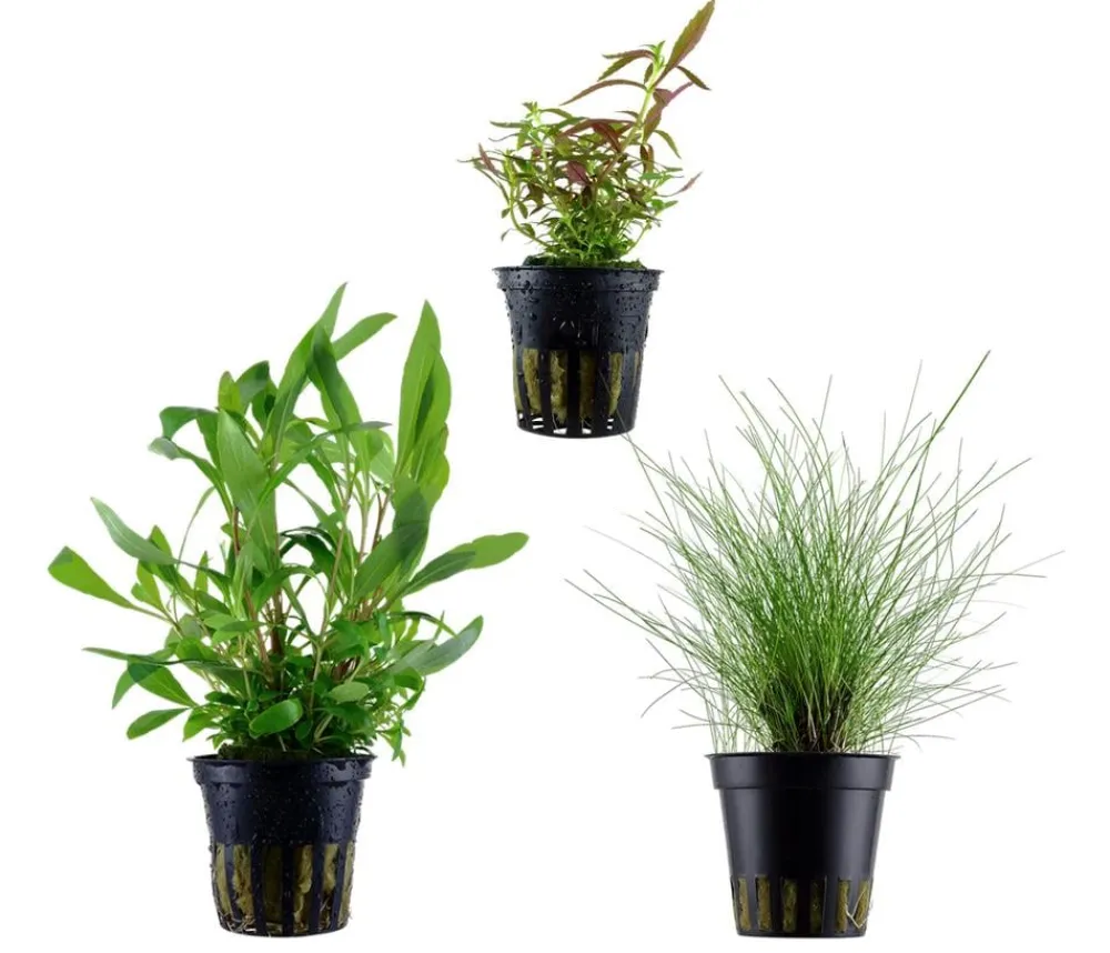 Dehner Aqua Aquarienpflanzen-Set Einsteiger 235, 3-teilig Grün Clearance