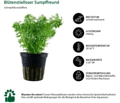 Dehner Aqua Aquarienpflanzen-Set Einsteiger 235, 3-teilig Grün Clearance