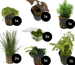 Dehner Aqua Aquariumpflanzen > Aquarienpflanzen-Set für Nano-Aquarien, 10-teilig