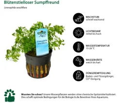 Dehner Aqua Aquariumpflanzen > Aquarienpflanzen-Set für Nano-Aquarien, 10-teilig