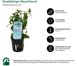Dehner Aqua Aquariumpflanzen > Aquarienpflanzen-Set für Nano-Aquarien, 10-teilig