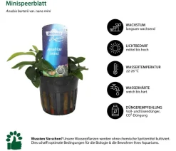 Dehner Aqua Aquariumpflanzen > Aquarienpflanzen-Set für Nano-Aquarien, 10-teilig