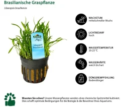 Dehner Aqua Aquariumpflanzen > Aquarienpflanzen-Set für 60 Liter-Aquarien Einsteiger, 12-teilig