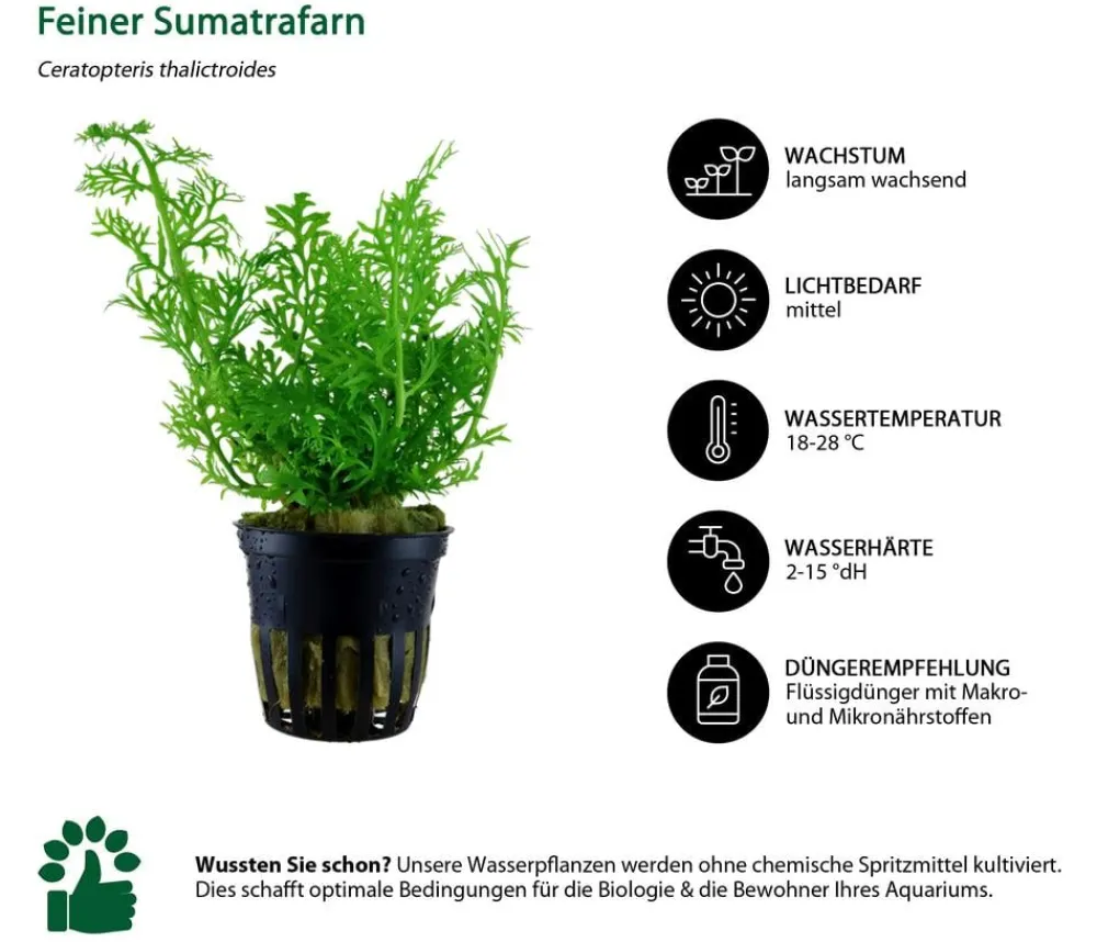 Dehner Aqua Aquariumpflanzen > Aquarienpflanzen-Set Einsteiger 222, 5-teilig