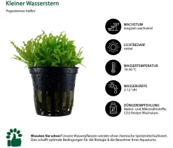 Dehner Aqua Aquariumpflanzen > Aquarienpflanzen-Set Einsteiger 222, 5-teilig