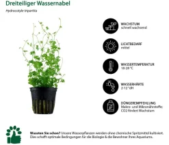 Dehner Aqua Aquariumpflanzen > Aquarienpflanzen-Set Mittelgrundbepflanzung 205, 5-teilig