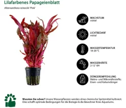 Dehner Aqua Aquariumpflanzen > Aquarienpflanzen-Set Einsteiger 213, 5-teilig
