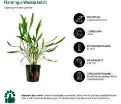 Dehner Aqua Aquariumpflanzen > Aquarienpflanzen-Set Einsteiger 213, 5-teilig