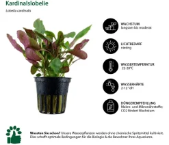 Dehner Aqua Aquariumpflanzen > Aquarienpflanzen-Set Mittelgrundbepflanzung 229, 3-teilig