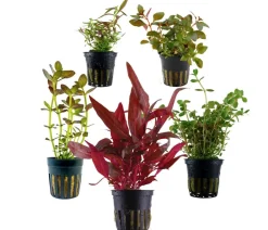 Dehner Aqua Aquariumpflanzen > Aquarienpflanzen-Set bunter Topf 214, 5-teilig