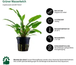 Dehner Aqua Aquariumpflanzen > Aquarienpflanzen-Set Cryptocoryne 238, 3-teilig