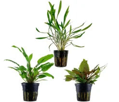 Dehner Aqua Aquariumpflanzen > Aquarienpflanzen-Set Cryptocoryne 238, 3-teilig