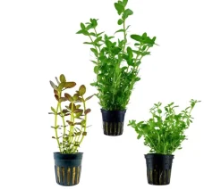 Dehner Aqua Aquarienpflanzen-Set Bacopa, 239 3-teilig Grün New