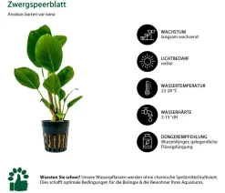 Dehner Aqua Aquarienpflanzen-Set Hintergrundbepflanzung 208, 5-teilig Outlet