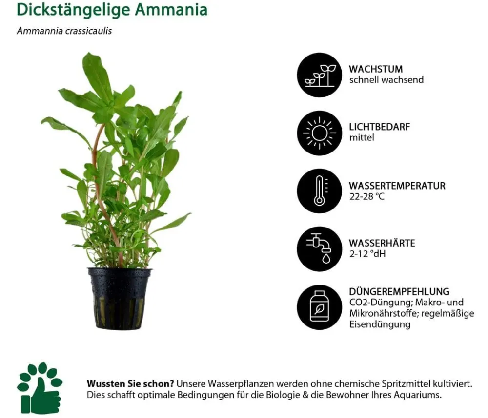 Dehner Aqua Aquarienpflanzen-Set Hintergrundbepflanzung 208, 5-teilig Outlet