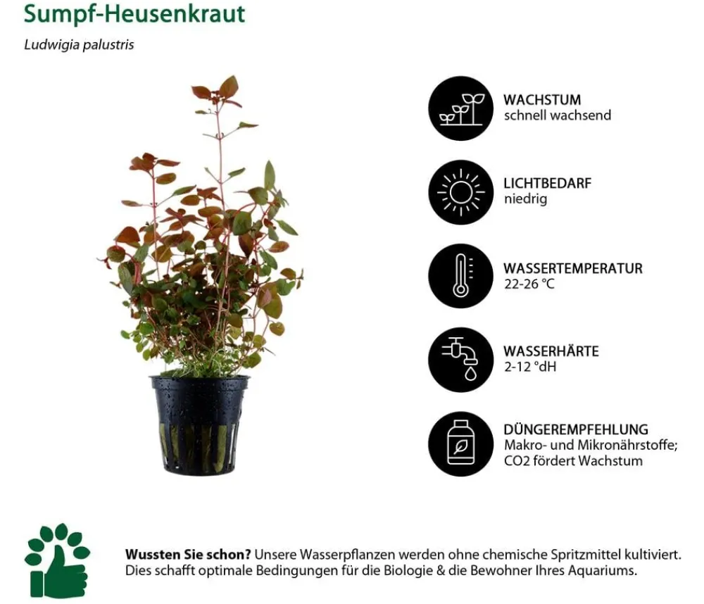 Dehner Aqua Aquarienpflanzen-Set Hintergrundbepflanzung 208, 5-teilig Outlet