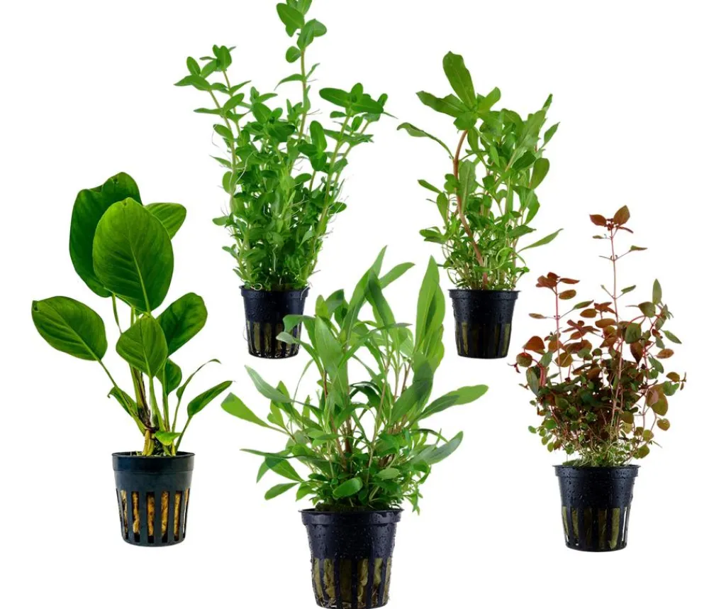 Dehner Aqua Aquarienpflanzen-Set Hintergrundbepflanzung 208, 5-teilig Outlet