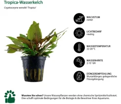 Dehner Aqua Aquarienpflanzen-Set Mittelgrundbepflanzung 206, 5-teilig Sale