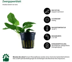 Dehner Aqua Aquarienpflanzen-Set Vordergrundbepflanzung 225, 5-teilig Grün Best