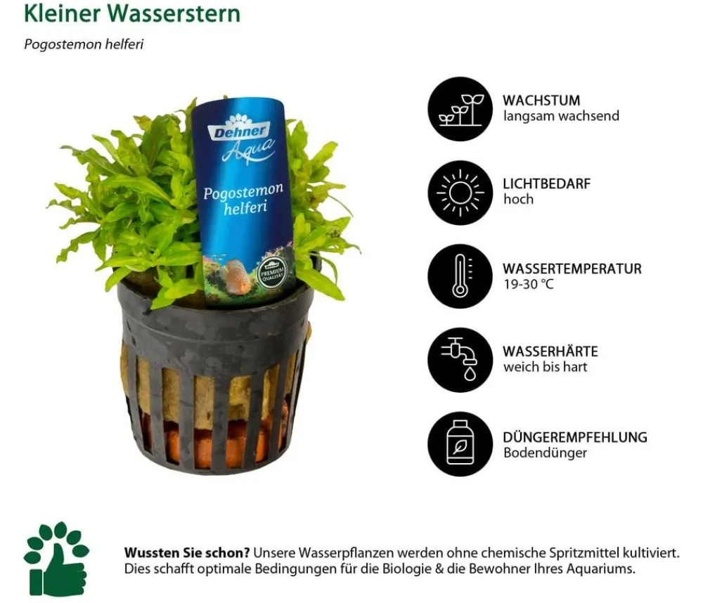 Dehner Aqua Aquariumpflanzen - Aquarienpflanzen-Set für 80 Liter-Aquarien Einsteiger, 14-teilig