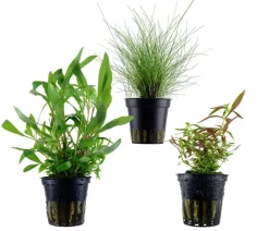 Dehner Aqua Aquarienpflanzen-Set Hintergrundbepflanzung 232, 3-teilig Grün Sale