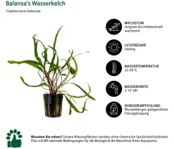 Dehner Aqua Aquarienpflanzen-Set Hintergrundbepflanzung 232, 3-teilig Grün Sale